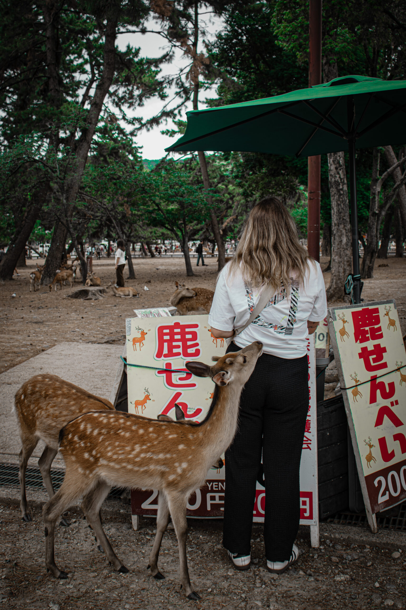 Nara japan