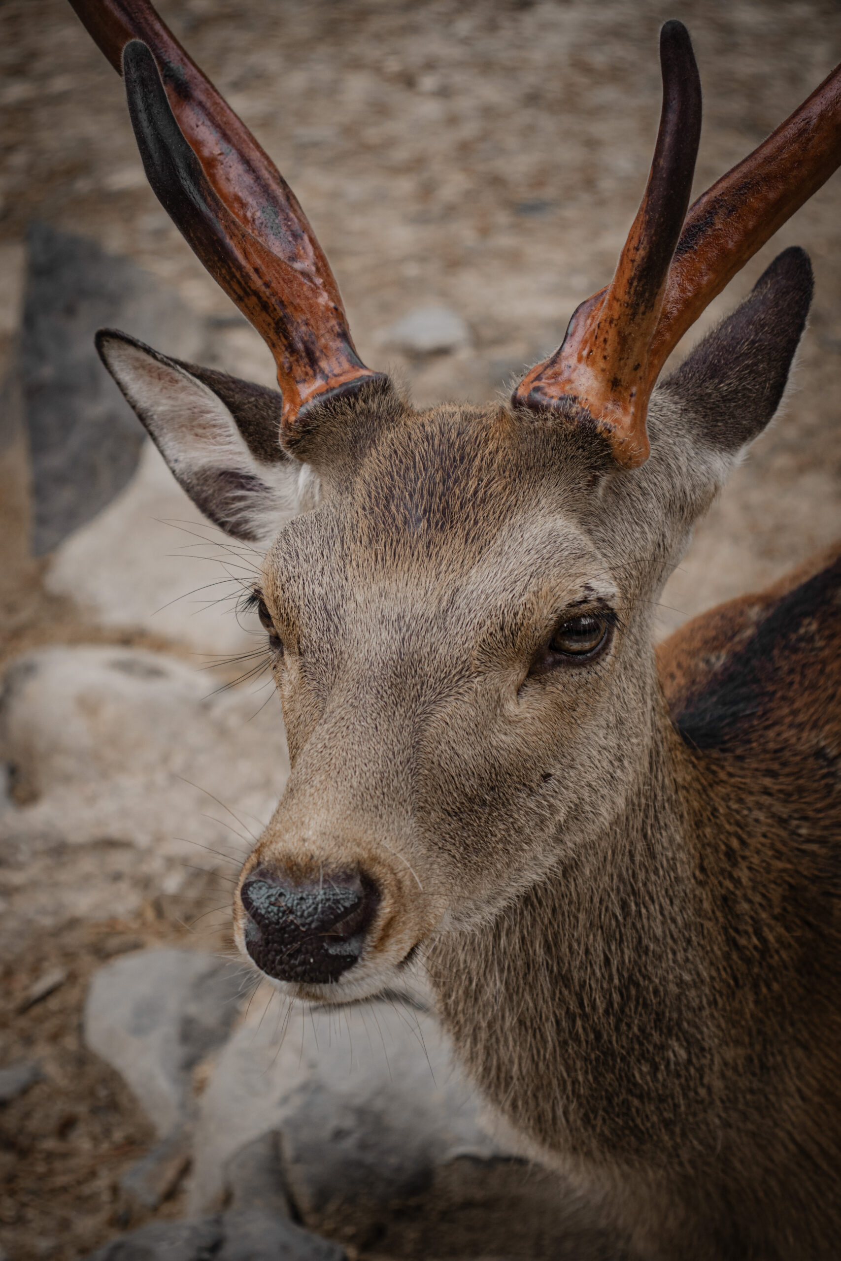 Nara japan