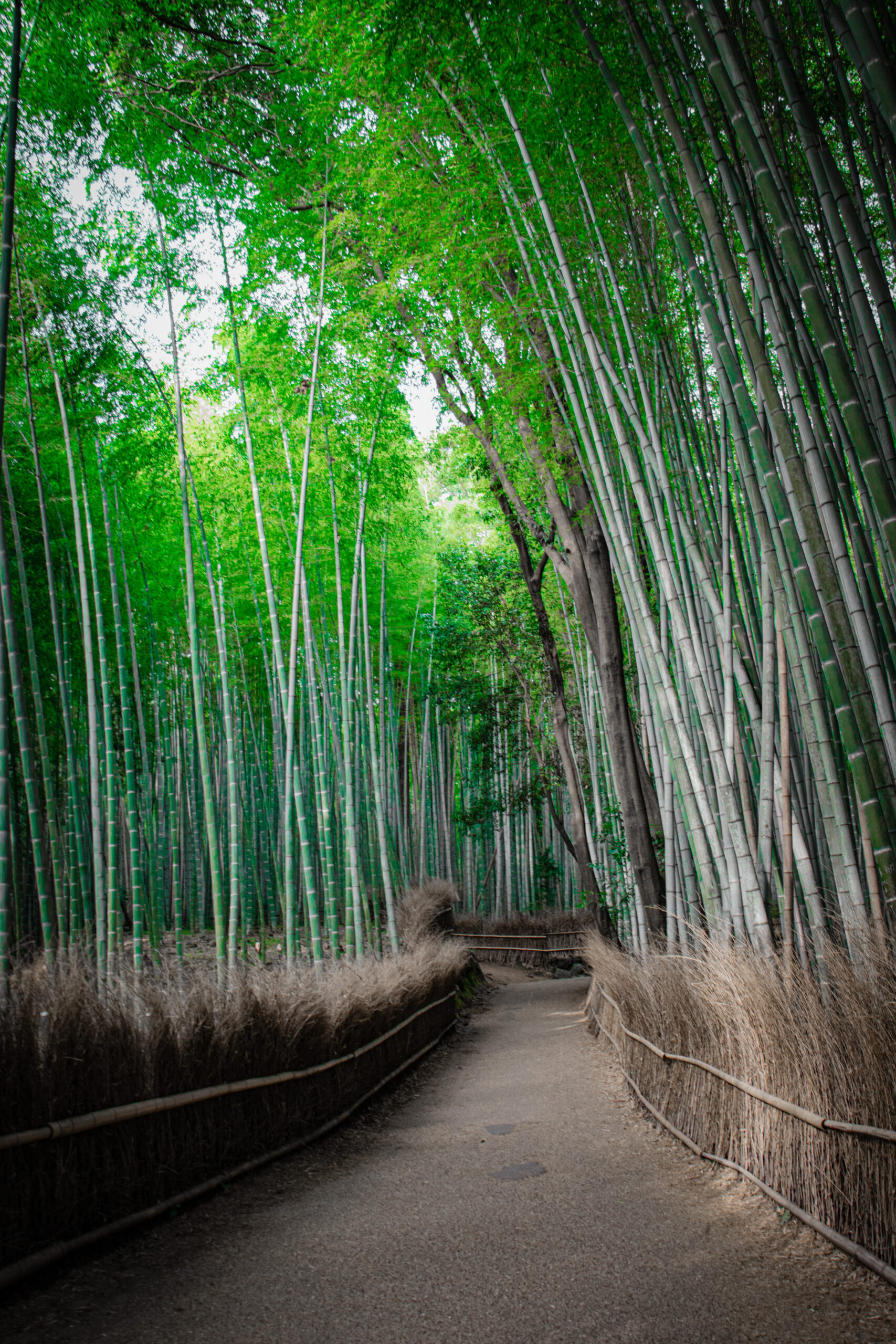 Kyoto japan foret de bambou