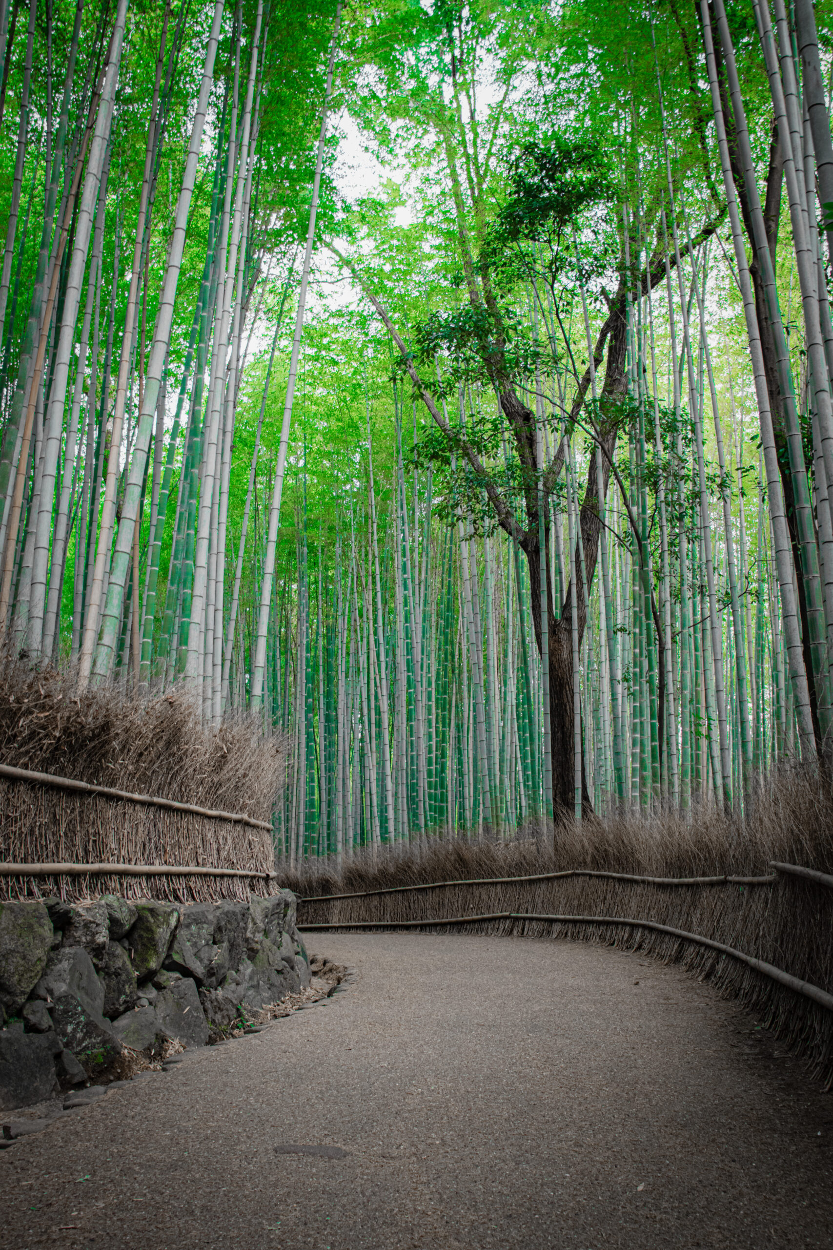 Kyoto japan foret de bambou