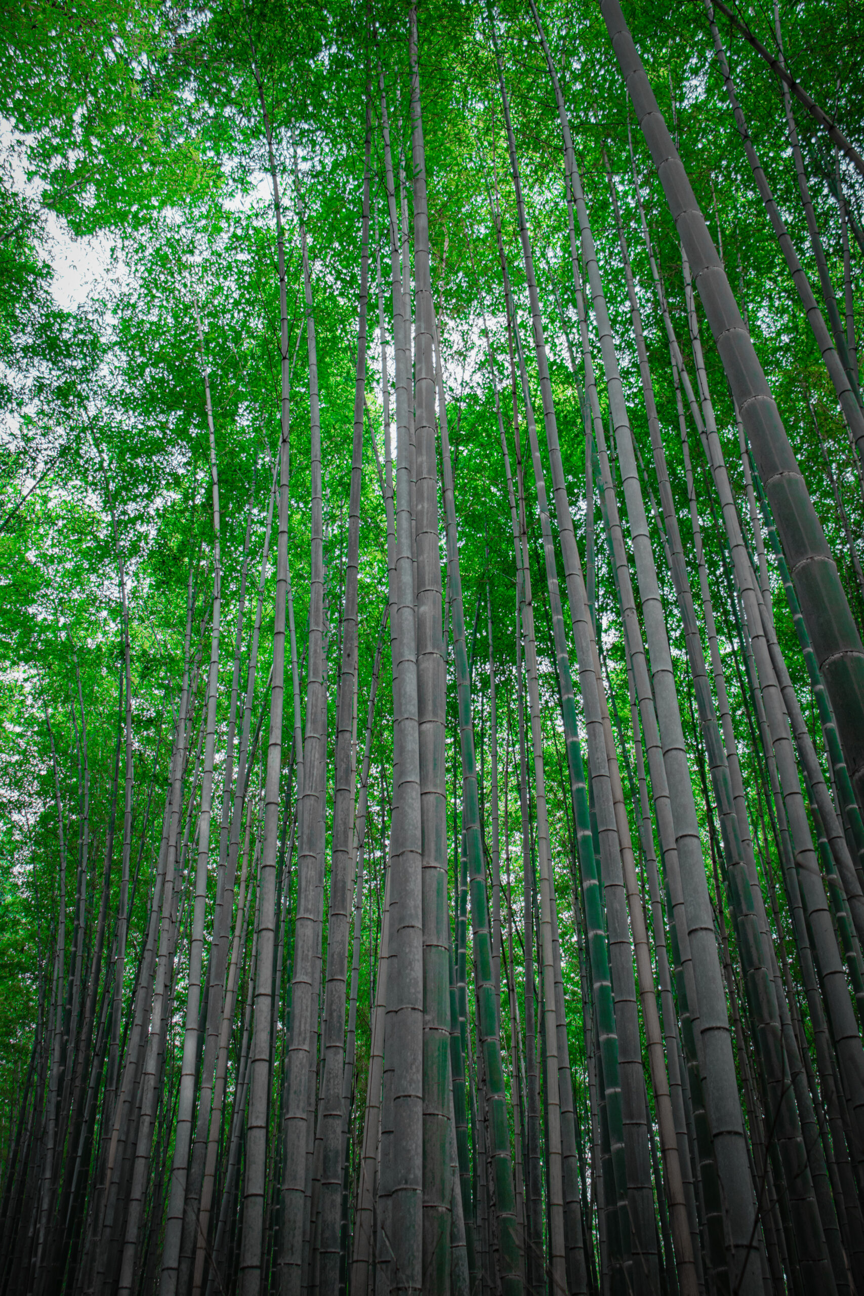 Kyoto japan