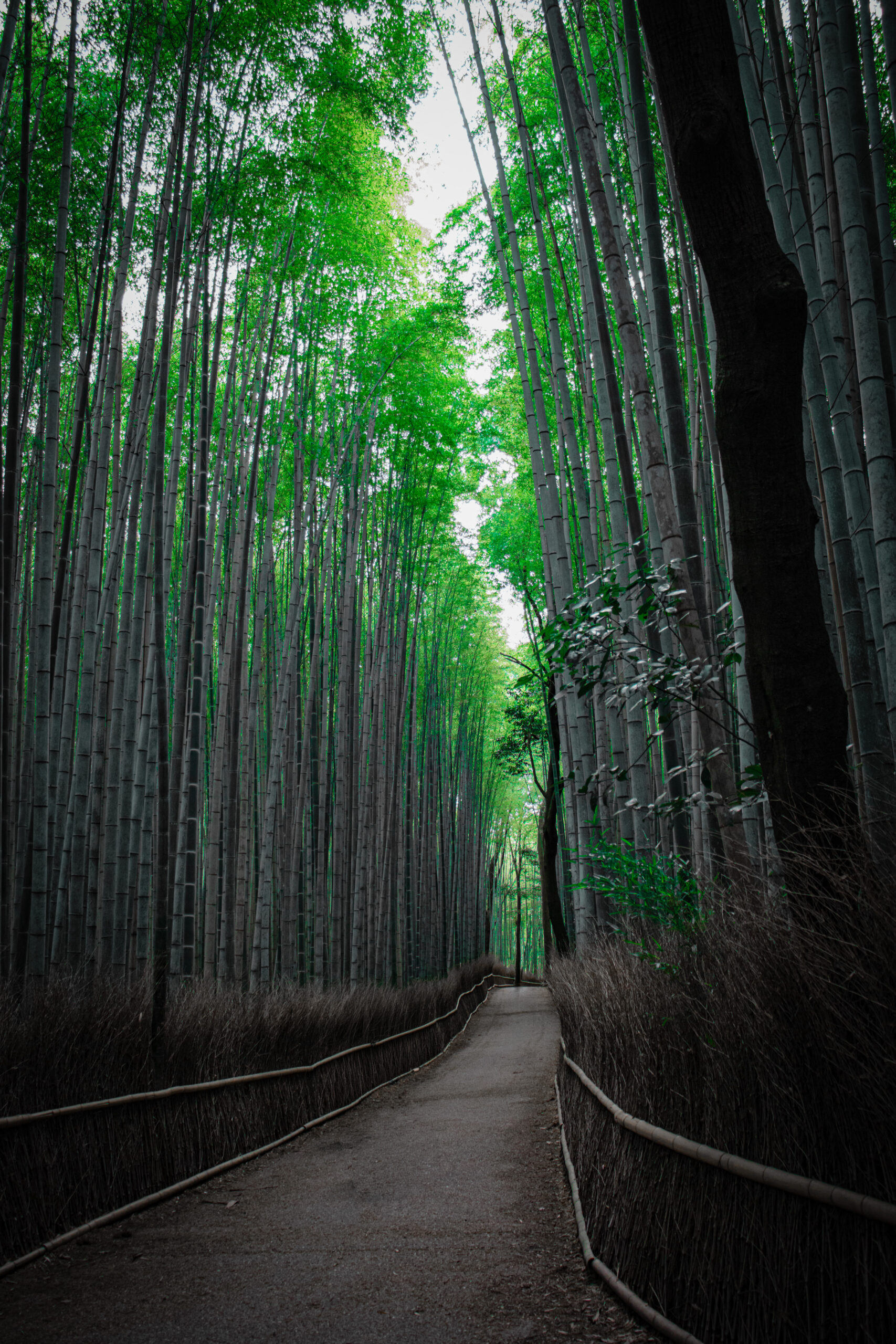 Kyoto japan