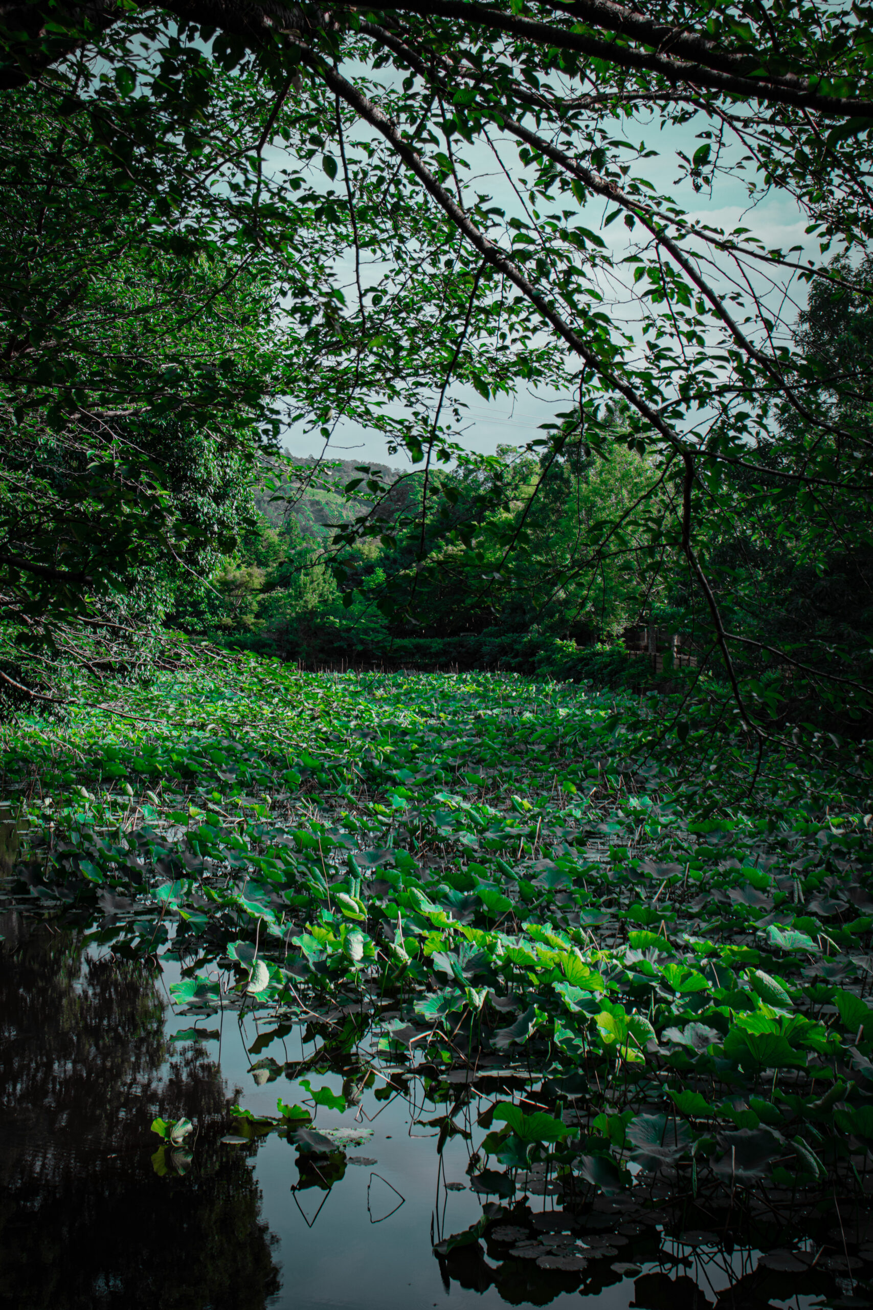 Kyoto japan