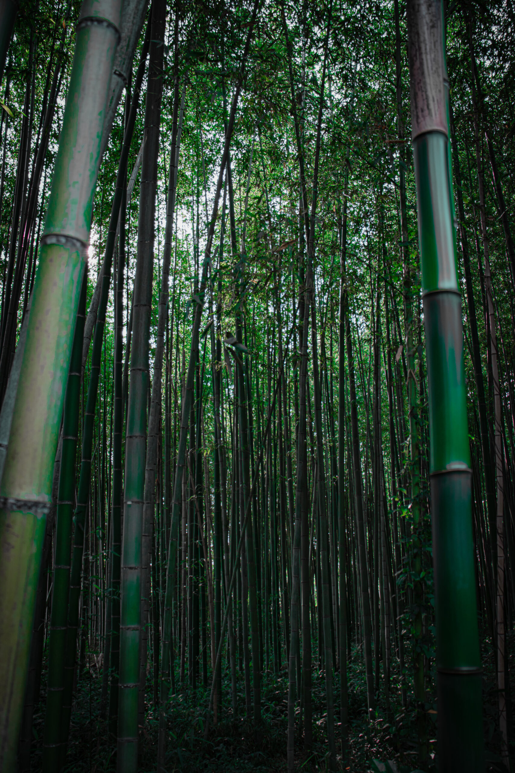 Kyoto forêt