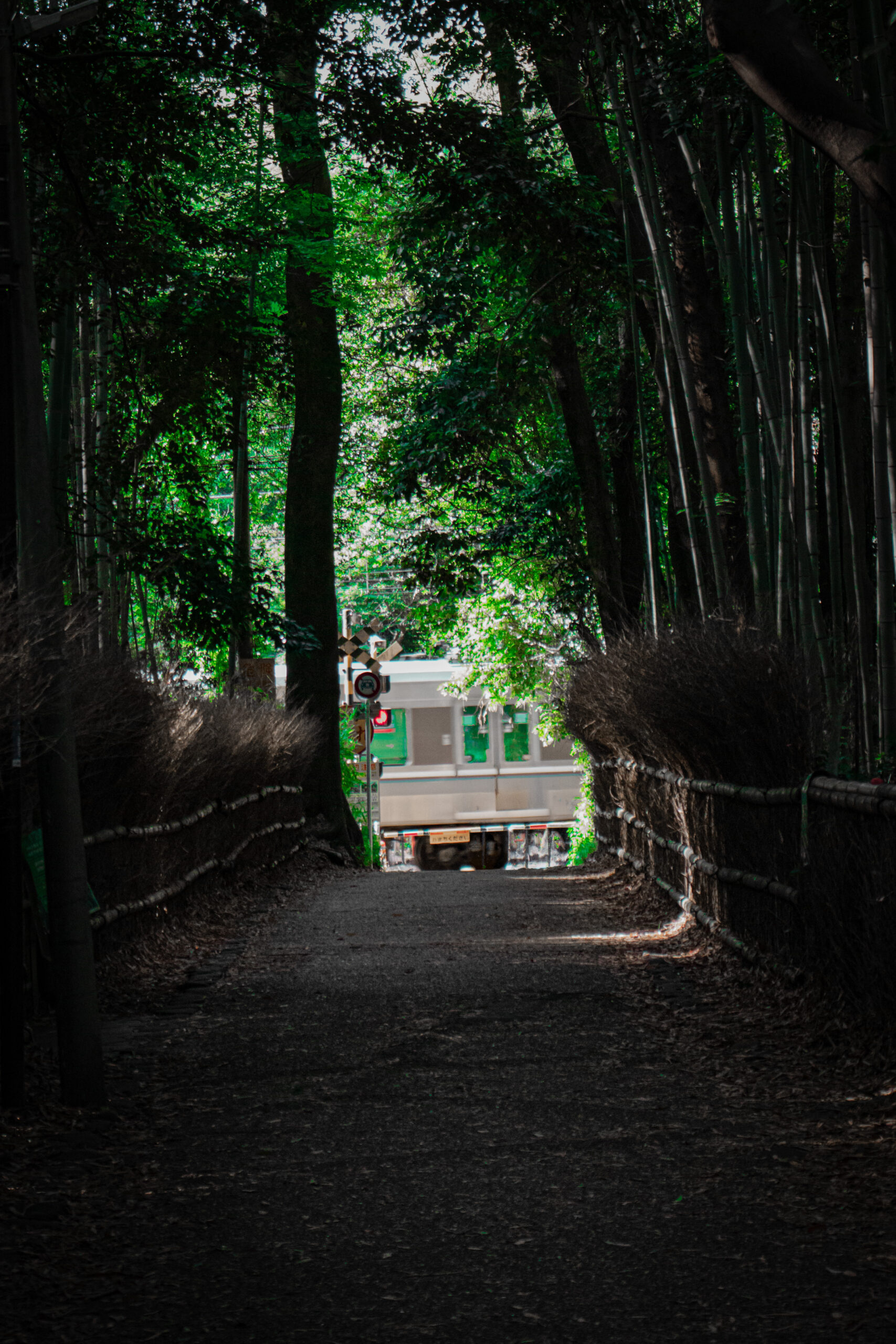 Kyoto forêt