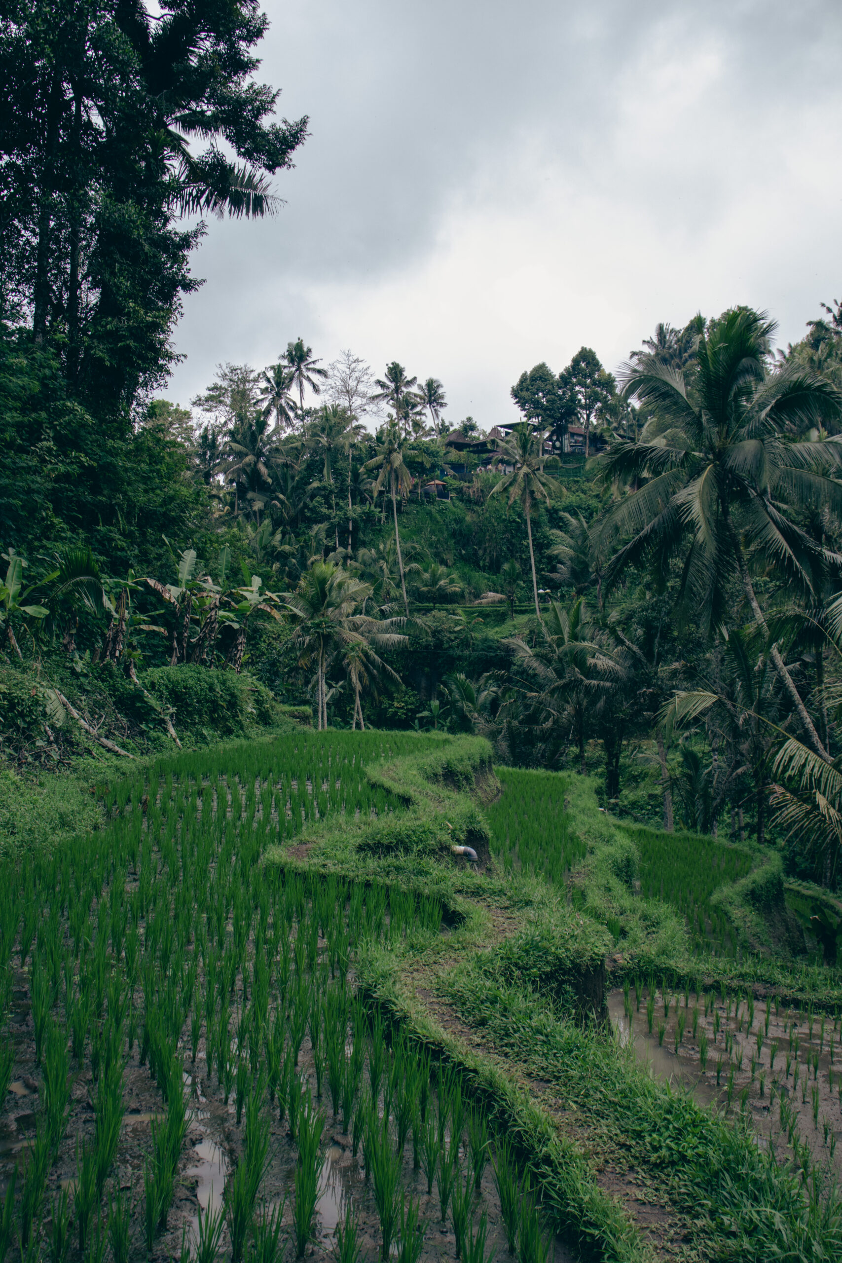 Bali Ubud