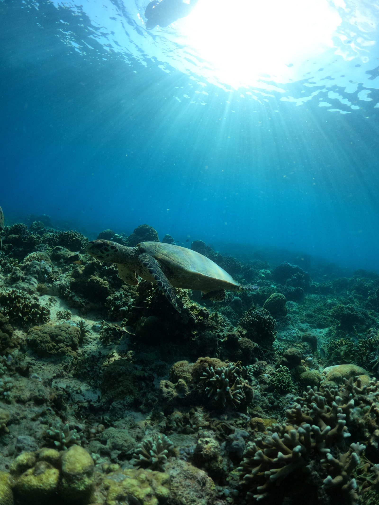 DCIM100GOPROGOPR6676.JPG