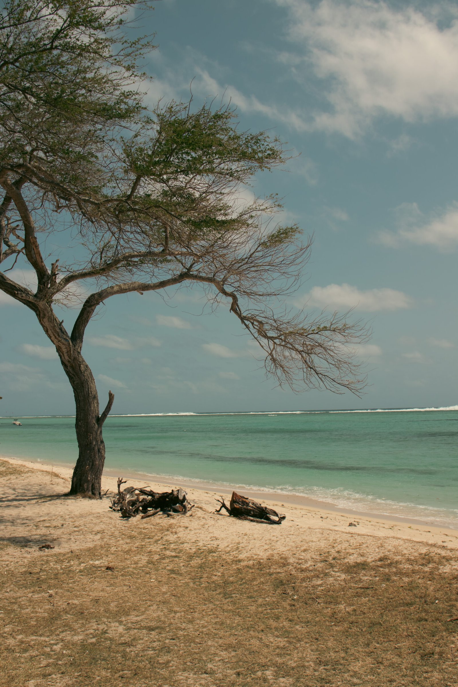arbre plage ile maurice