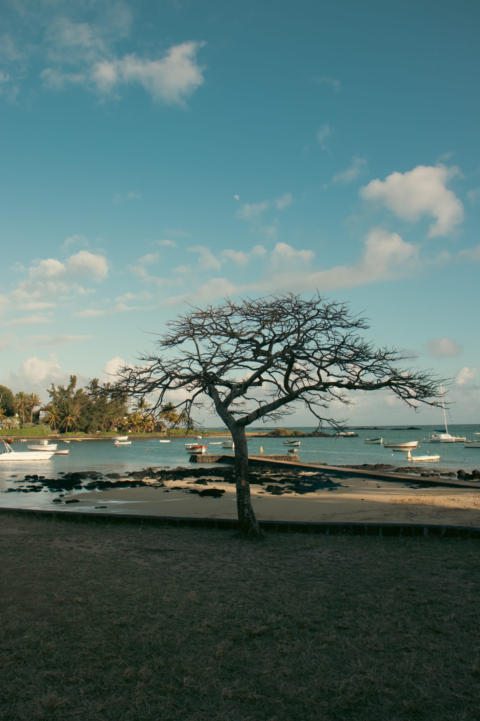 ile maurice arbre