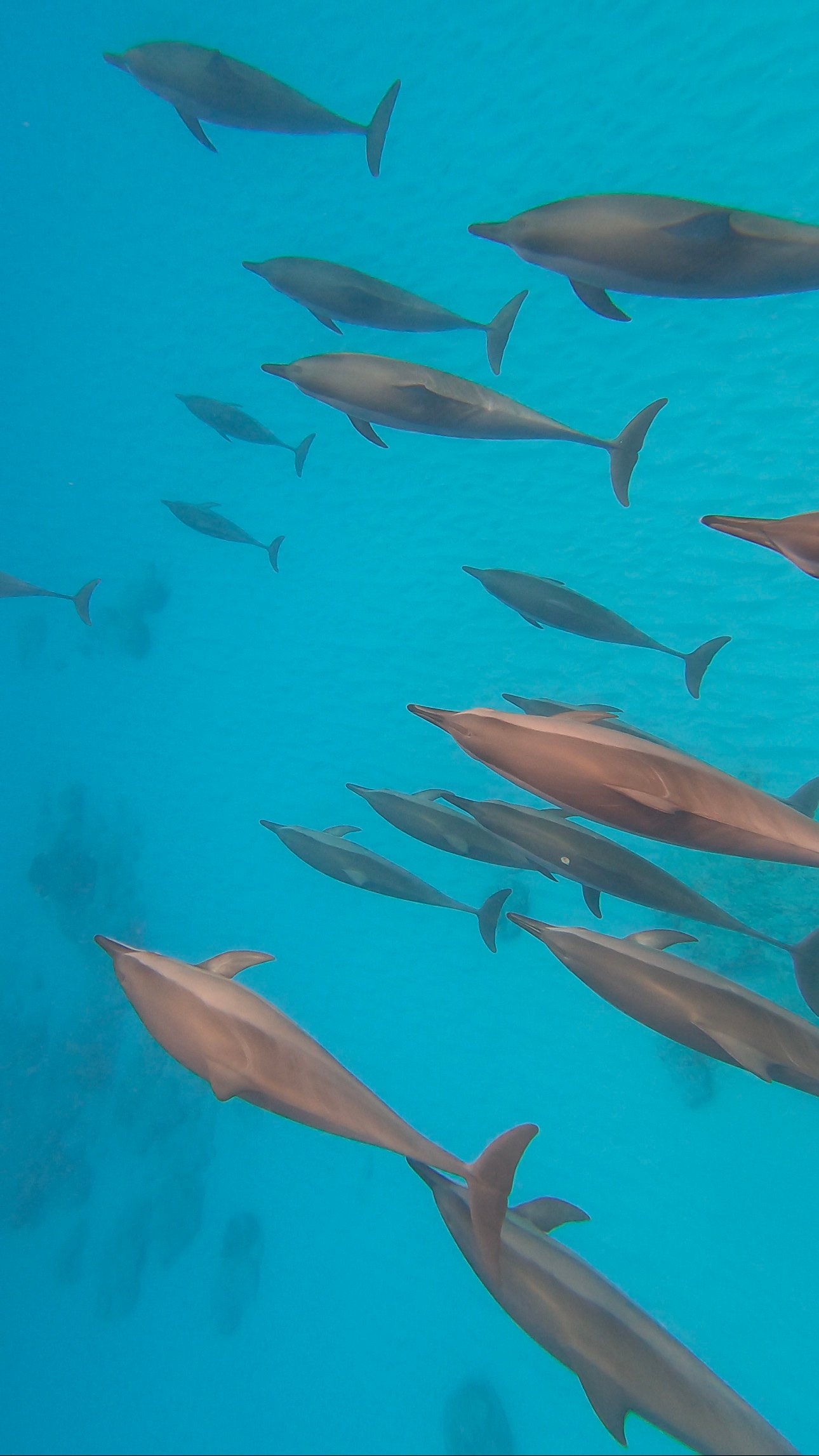ile maurice dauphins 3