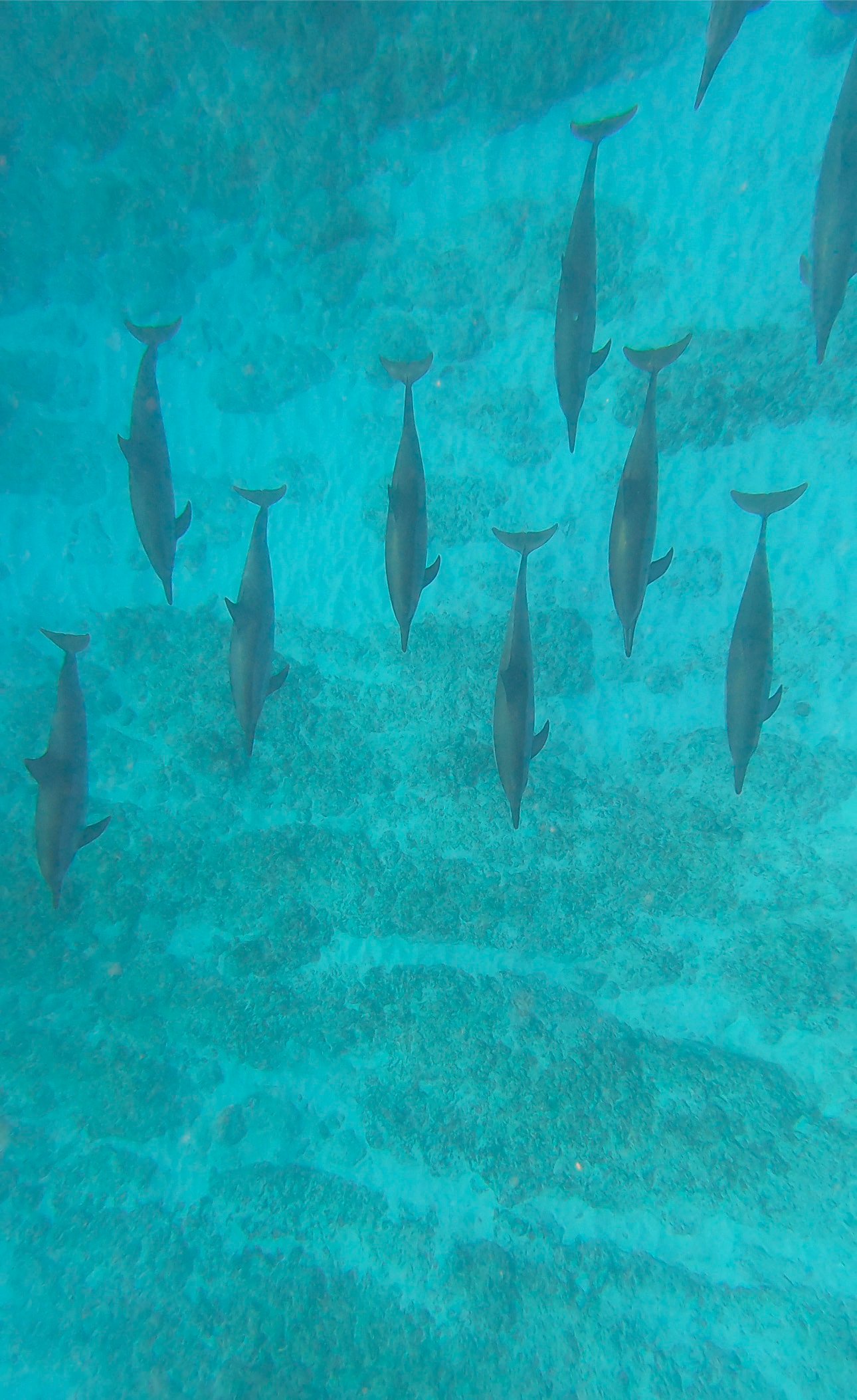 ile maurice dauphins 3