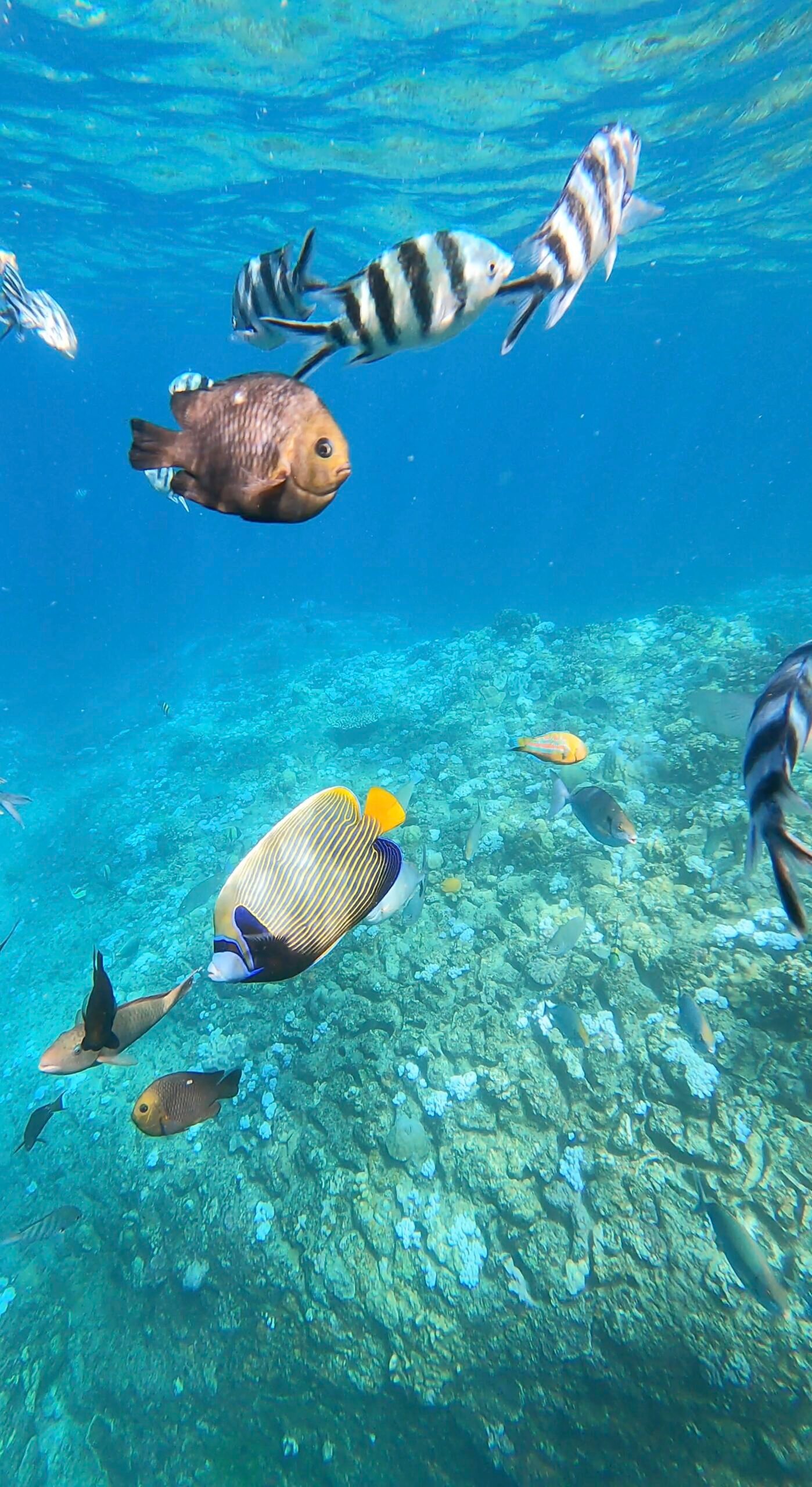 poissons ile maurice plongé