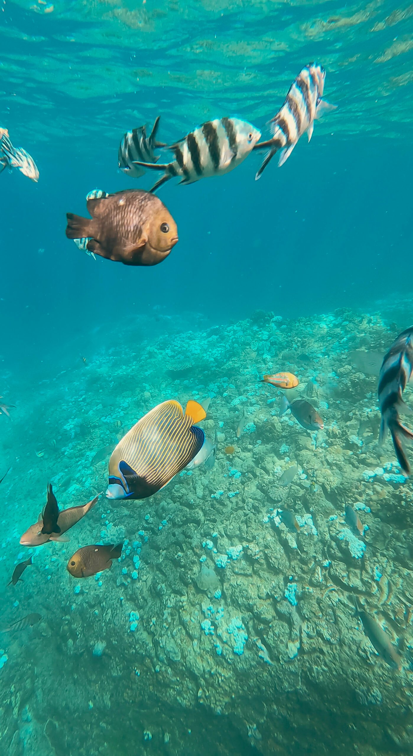 poissons plongé ile maurice