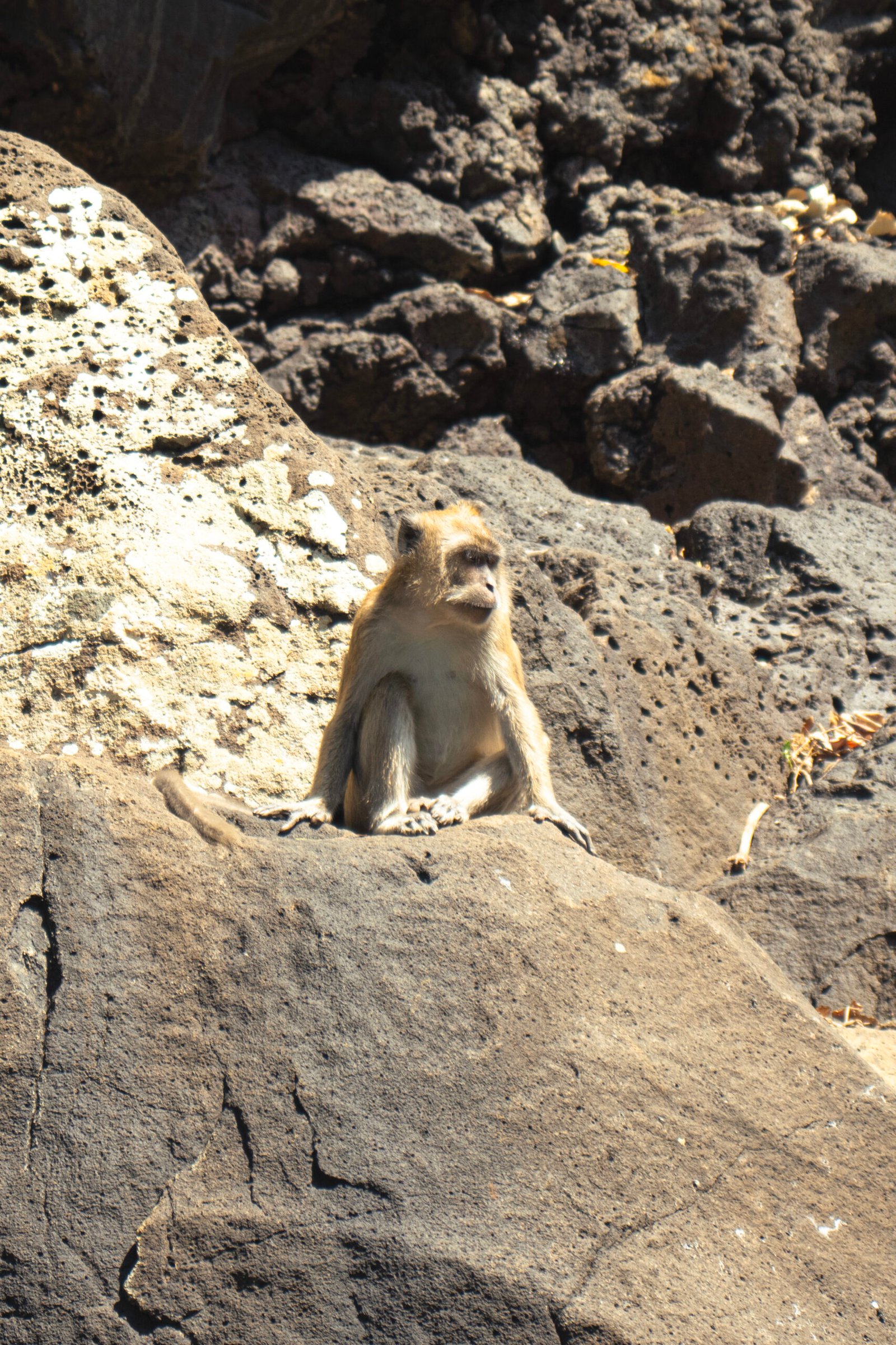 singe ile maurice