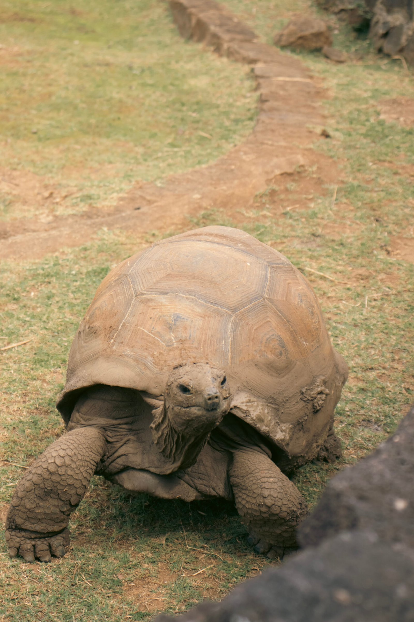 tortue geante ile maurice